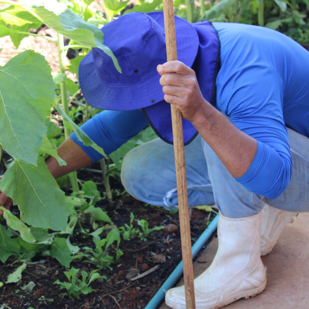 horto-agroflorestal-620x620