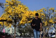 Ipês-amarelos colorem Brasília e encantam moradores após espera pela floração