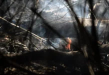 DF registra 69 incêndios em vegetação nas últimas 24 horas