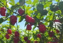 Do fruto aos molhos: plantação de pimenta no DF movimenta produtores e dá retorno milionário