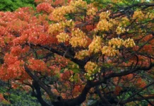 Flamboyants levam sombra e beleza para as ruas do DF